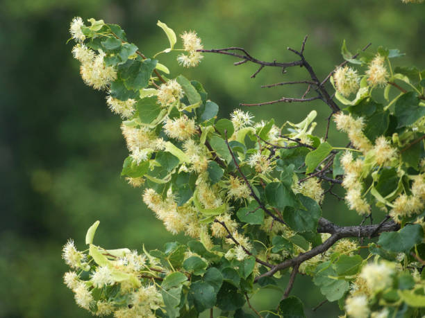 istock branches of flowering linden 857349666