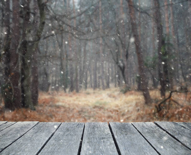 Morning in forest in winter time, snow blizzard