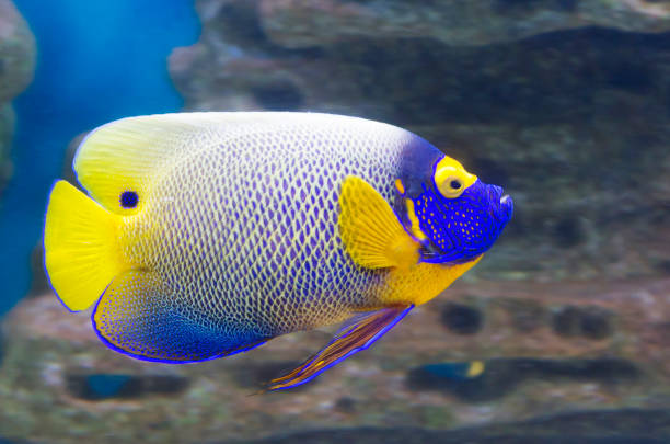 peixe anjo azul cara. - euxiphipops navarchus - fotografias e filmes do acervo