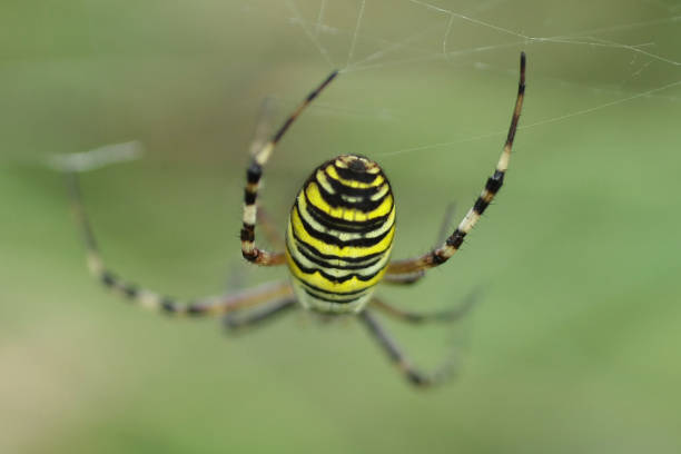 istock Argiope fasciated --- Hornet Argiope (Argiope bruennichi) 857350956