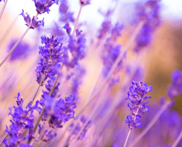istock Lavender flower close-up. Lavandula officinalis 857354298
