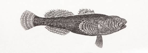 European bullhead(Cottus gobio) antique engraving Illustration from book Die rationelle Zucht der Susswasserfische (The rational breeding of freshwater fish) by Raphael Molin. Printed in Berlin in 1864. Paper texture, some discolourations and backprint visible. bullhead fish stock illustrations