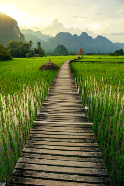 горный закат и зеленые рисовые поля в ванг вьенге, лаос - laos hut southeast asia shack стоковые фото и изображения