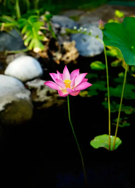 Tall pink lily flower with open leaves in a pond.