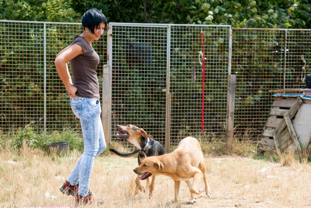 istock Animal trainer and her dogs 857357846