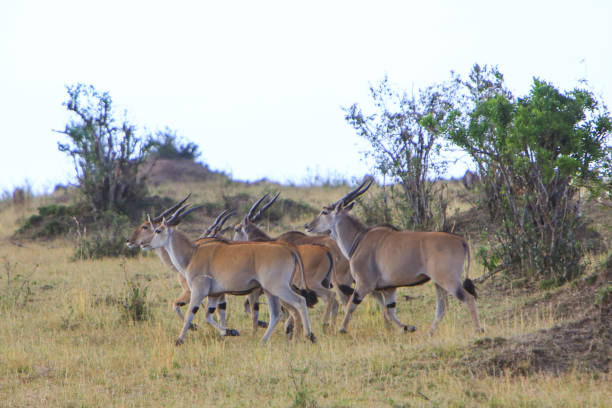 manada de eland común en la reserva nacional de masai mara en kenia. - eland fotografías e imágenes de stock