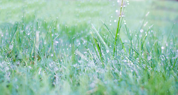 istock Colourful abstract photo, excellent for backgrounds and cards. lawn, grassplot, grass 857365640