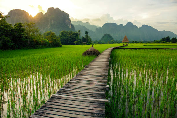 tramonto su verdi risaie e montagne a vang vieng, laos - vang vieng foto e immagini stock