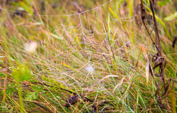 istock drops of dew on a spider web as a background 857368142