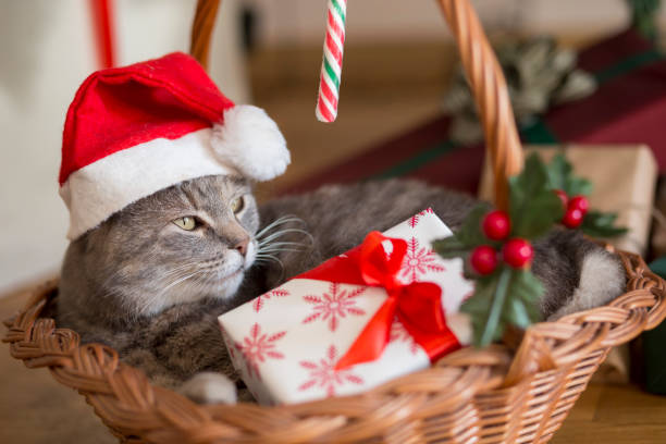 istock Santa cat in basket 857368166