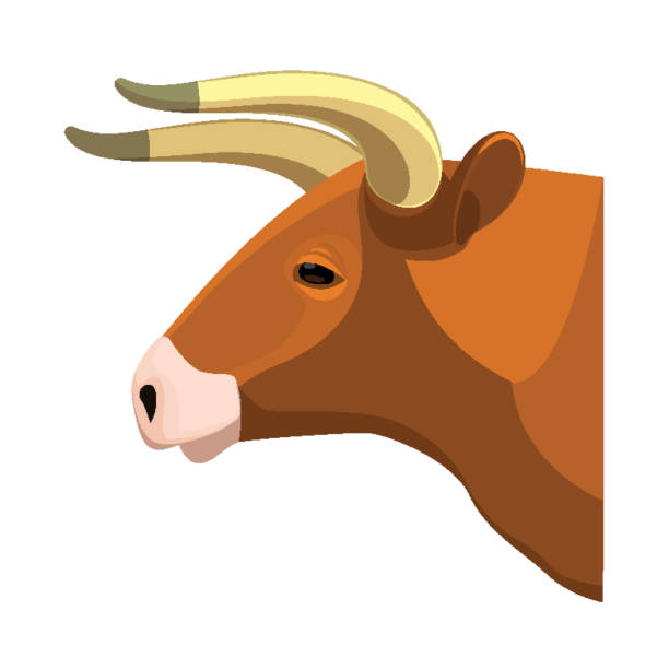 istock Bull head realistic icon profile view on brown muscular cow 857368214