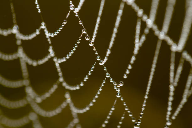 istock drops of dew on a spider web as a background 857368256