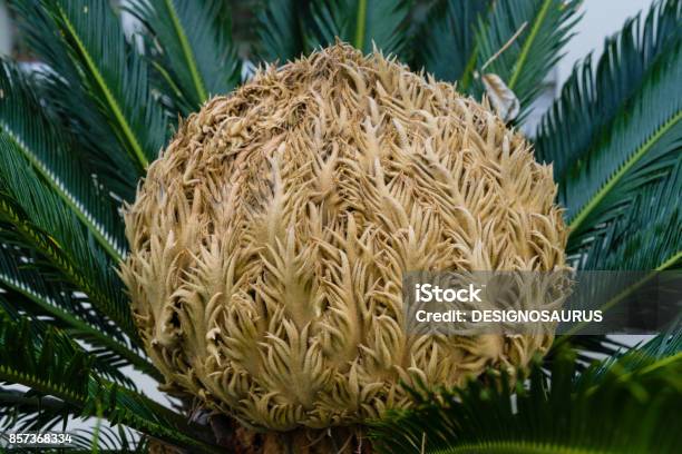 Bud Of Cycas Revoluta Cycadaceae Sago Palm From South Japan Stock Photo - Download Image Now
