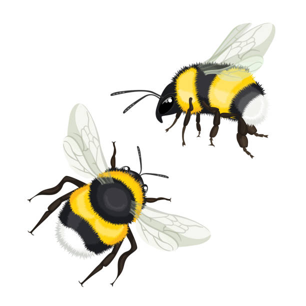 Two bumble bees with wings flying vector illustration isolated Two bumble bees with wings flying vector illustration isolated on white. Bumblebees covered in soft hair called pile in yellow and black color bee clipart stock illustrations