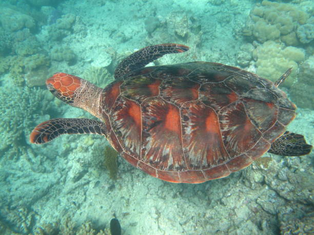 istock Sea turtle in a blue green sea 857370544