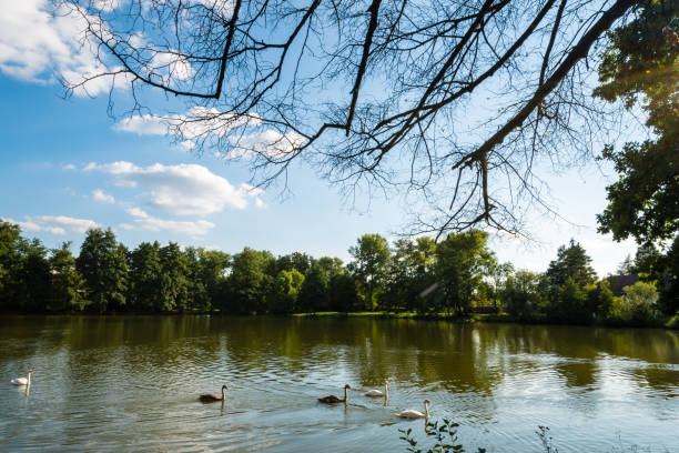 istock The view over the small rural pond 857371326