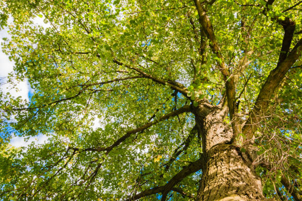 istock Close-up view of the old and big tree 857372086