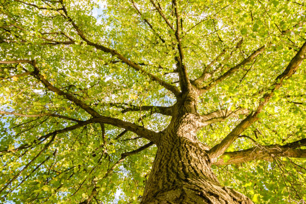 istock Close-up view of the old and big tree 857375202