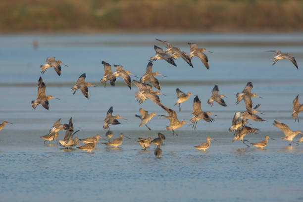 istock a flock of bird 857375772