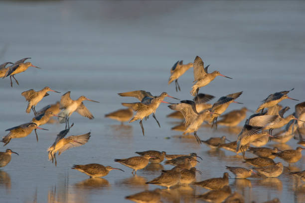 istock a flock of bird 857375774