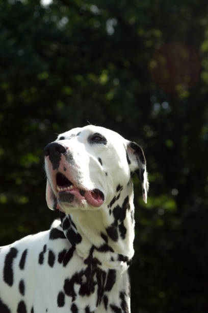 istock Dalmatian in a park 857375916