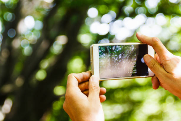 istock Cellphone in forest taking pictures of trees 857376592