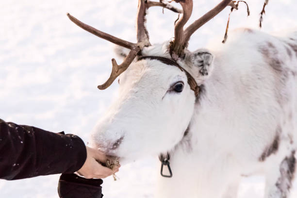 istock A white reindeer in the snow 857377154