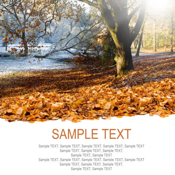 Photo of autumn tree with colorful leaves and white space for text