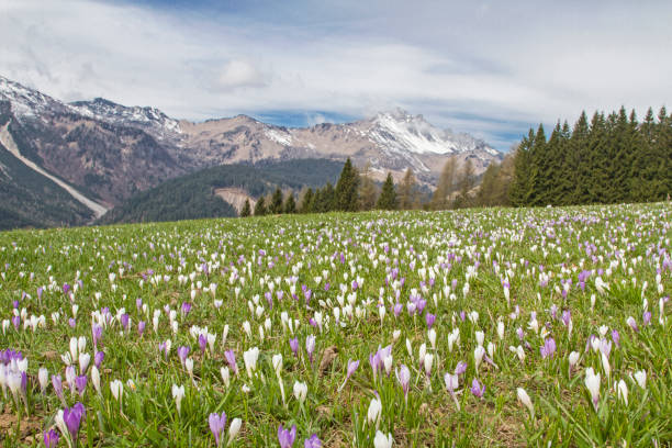 サウリスでクロッカス草原 - spring crocus temperate flower european alps ストックフォトと画像