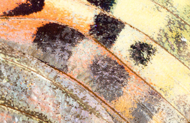 istock Drawings on the wing of a butterfly as a background 857381358