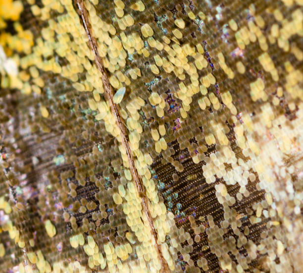 istock Drawings on the wing of a butterfly as a background 857381480