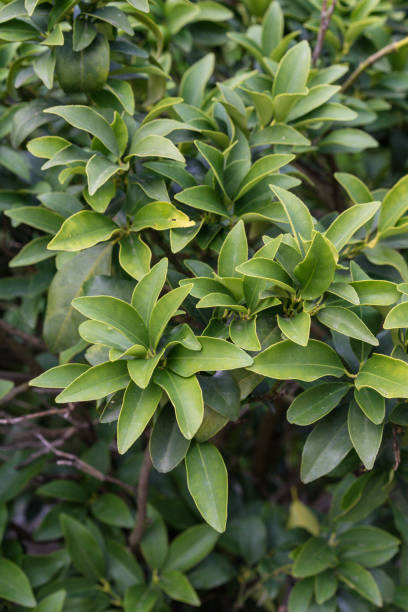 istock leaves from citrus reticulata mandarine close up background texture 857381674