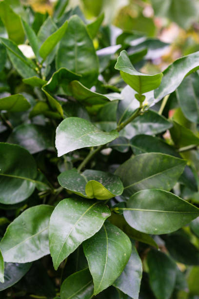 istock leaves of citrus grapefruit plant tree close up in summer 857387850