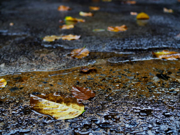 istock Perspective fallen leaves on wet paved road 857388382
