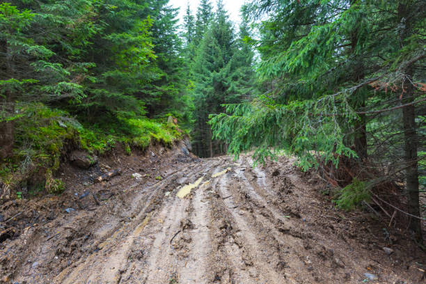 istock pine forest and dirty road 857392446