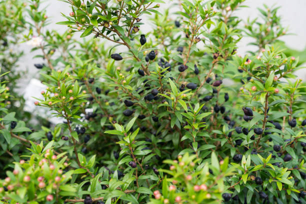 istock myrtus communis plant close up leaf in garden 857392726