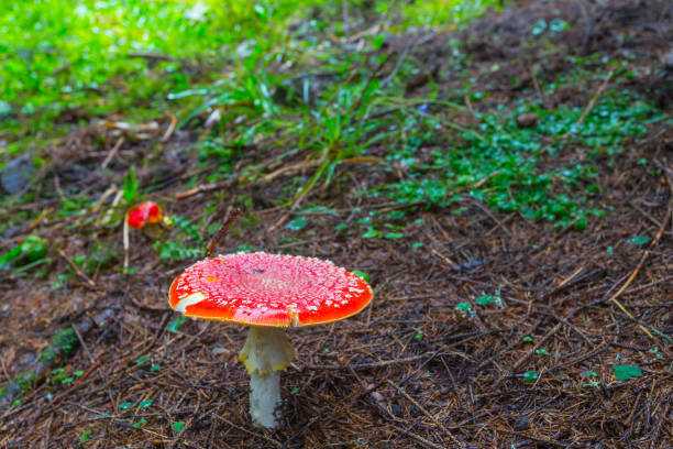 istock closeup red flyagaric  mushroom in a forest 857401740