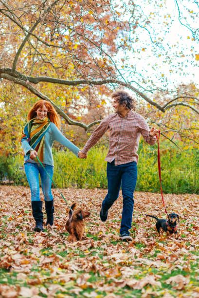 istock Healthy living with dachshund dogs 857402112