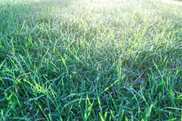 istock green grass with morning dew and sunlight. 857402892