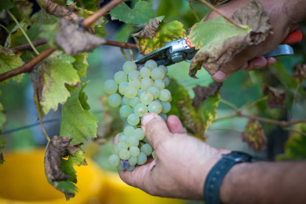 istock Man harvesting in vineyard 857403888