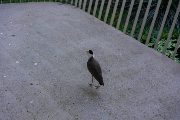 istock exotic bird on concrete floor close up view 857404292