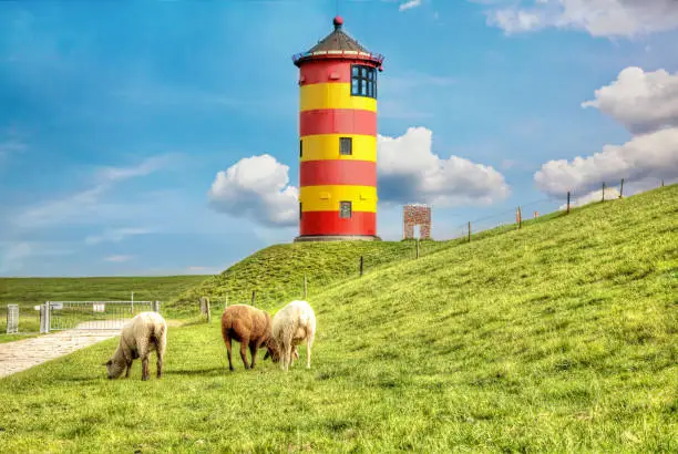 Photo of Sheep in front of the Pilsum lighthouse on the North Sea coast of Germany.