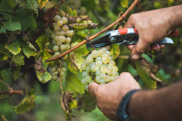 hombre cosecha en viña - winemaking vintner winery people fotografías e imágenes de stock