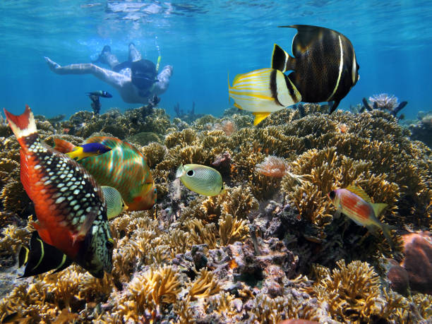 Coral garden snorkeling stock photo