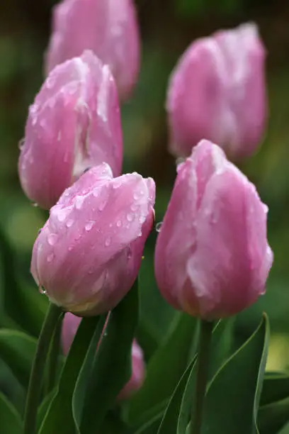 Tulips with raindrops