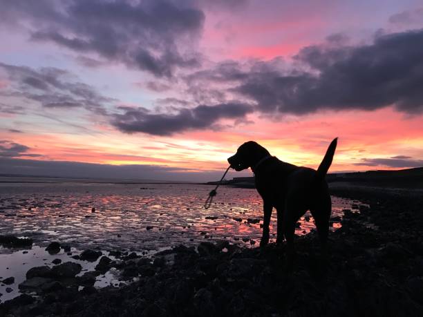 coucher de soleil de labrador - île de canvey photos et images de collection