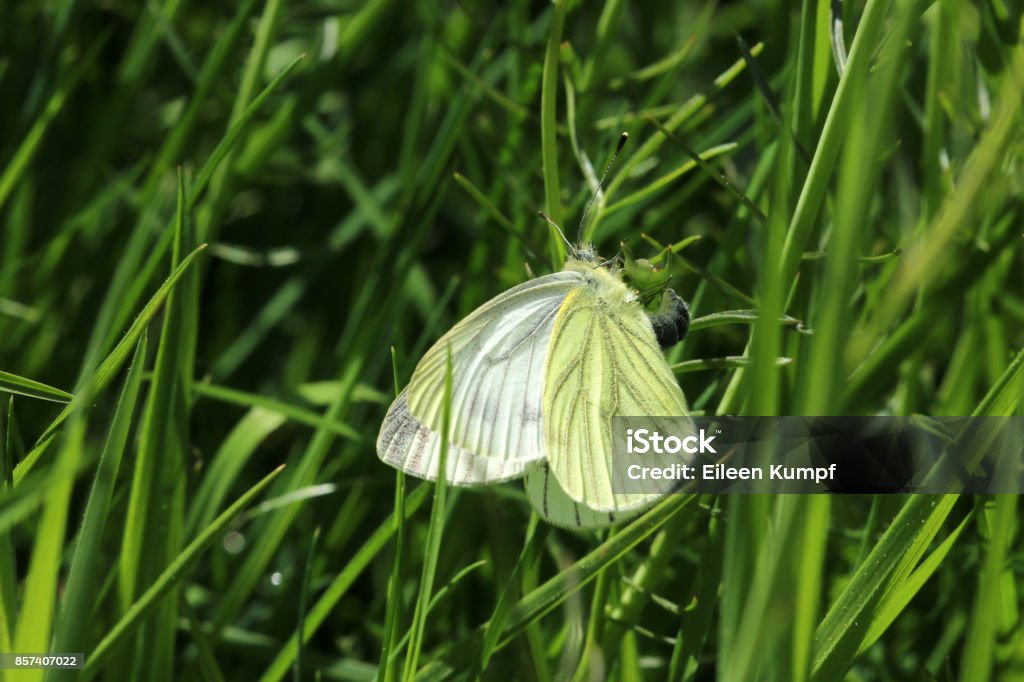 Green veer whiteling Butterfly Arts Culture and Entertainment Stock Photo