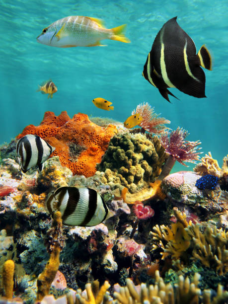 Coral reef and tropical fish with water surface Colorful underwater marine life in a coral reef with water surface in background, Caribbean sea, Mexico angelfish photos stock pictures, royalty-free photos & images