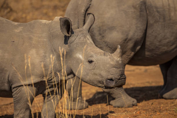 istock White Rhino Family 857411252