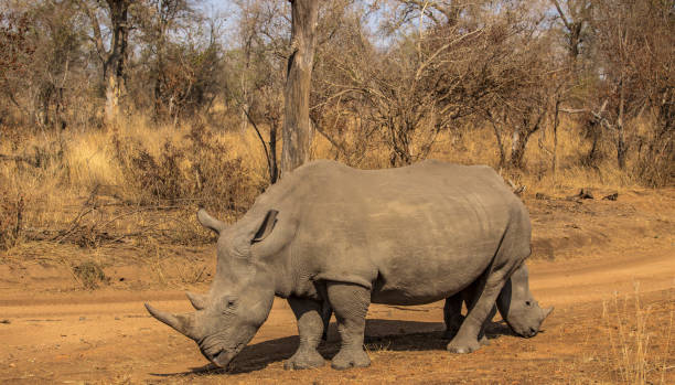 istock White Rhino Family 857411580